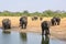 Africana Loxodonta - African Elephants relaxing at a waterhole in Hwange National Park, Zimbabwe