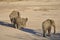 In Africas oldest wildlife national park there are lots of elephants