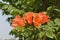 Africom tulip tree, Fire bell, Fountain tree, flowers and herbs.