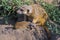 An Afriican meerkat baby on the ground