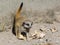 An Afriican meerkat baby on the ground