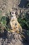 An Afriican meerkat is sitting on he ground