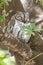 Afrikaanse Dwergooruil, African Scops-Owl, Otus senegalensis