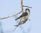 Afrikaanse Dwergvalk, Pygmy Falcon, Polihierax semitorquatus