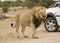 Afrikaanse Leeuw, African Lion, Panthera leo