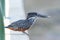 Afrikaanse Reuzenijsvogel, Giant Kingfisher, Megaceryle maxima
