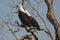 Afrikaanse Zeearend, African Fish Eagle, Haliaeetus vocifer
