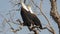 Afrikaanse Zeearend, African Fish Eagle, Haliaeetus vocifer