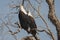 Afrikaanse Zeearend, African Fish Eagle, Haliaeetus vocifer