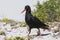 Afrikaanse Zwarte Scholekster, African Black Oystercatcher, Haem