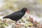 Afrikaanse Zwarte Scholekster, African Black Oystercatcher, Haem