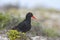 Afrikaanse Zwarte Scholekster, African Black Oystercatcher, Haem