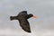 Afrikaanse Zwarte Scholekster, African Black Oystercatcher, Haem