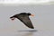 Afrikaanse Zwarte Scholekster, African Black Oystercatcher, Haem