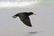 Afrikaanse Zwarte Scholekster, African Black Oystercatcher, Haem