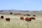 Afrikaner cows graze among the grass. East Free State, South Africa. , Noordwes, South Africa.