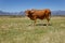 Afrikaner cows grazing on open veld near Worcester, South Africa