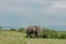 Afrikanischer Elefant, African elephant, Loxodonta africana