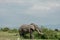 Afrikanischer Elefant, African elephant, Loxodonta africana