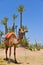 Afrique, Maroc, Marakech, chameaux, Tourisme