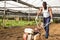 Afro-american gardener using motorized cultivator in greenhouse