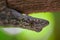 Afro-american House Gecko - Hemidactylus mabouia