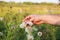 Afro american man is gathering cotton in the field. Hands holding plant. Fashion industry consumerism. Low paid slave work.