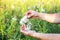 Afro american man is gathering cotton in the field. Hands holding plant. Fashion industry consumerism. Low paid slave work.