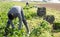 Afro-american man harvesting spinach in a plastic box