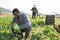 Afro-american man harvesting spinach in a plastic box