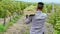 Afro American man in the middle of vineyard walking while holding the wooden basket full of grapes harvest