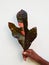 Afro black man holds a colored red-green unique tropical leaf.