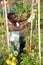 Afro farmer controlling growth of tomato plants