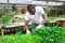 Afro man checking seedlings in garden center