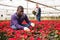 Afro man examining plants of Poinsettia