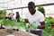 Afro man gardener working with tomato seedlings