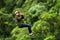 Afro Woman On Zip Line Against Blurred Forest