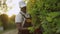 Afroamerican gargener cutting hedge.