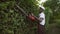 Afroamerican gargener cutting hedge.