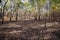 Aftermath Of A Controlled Fire In The Australian Bush