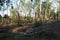 Aftermath of the hurricane 07.19.23 park Sremska Mitrovica Serbia. Broken poplar trees. Broken branches trunks. Chips