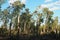 Aftermath of the hurricane 07.19.23 park Sremska Mitrovica Serbia. Broken poplar trees. Broken branches trunks. Chips