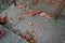 Aftermath of the hurricane 07,19,23 Sremska Mitrovica, Serbia. On the pavement are fragments of bricks and ceramic tiles