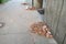 Aftermath of the hurricane 07,19,23 Sremska Mitrovica, Serbia. On the pavement are fragments of bricks and ceramic tiles