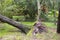 The aftermath of hurricane irma at a horse farm in ocala