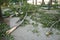 Aftermath of the hurricane July 19, 2023 Sremska Mitrovica, Serbia. Broken trees, mess on the streets. Broken branches, bent