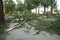 Aftermath of the hurricane July 19, 2023 Sremska Mitrovica, Serbia. Broken trees, mess on the streets. Broken branches, bent