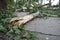 Aftermath of the hurricane July 19, 2023 Sremska Mitrovica, Serbia. Broken trees, mess on the streets. Broken branches, bent