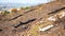 Aftermath of Table Mountain fire. Burnt twigs and bark resting near Muslim burial spots.