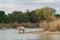 Afternoon Drink - Tanzanian Elephant